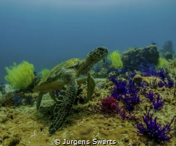 This guy was just posing for me, on a private dive in the... by Jurgens Swarts 